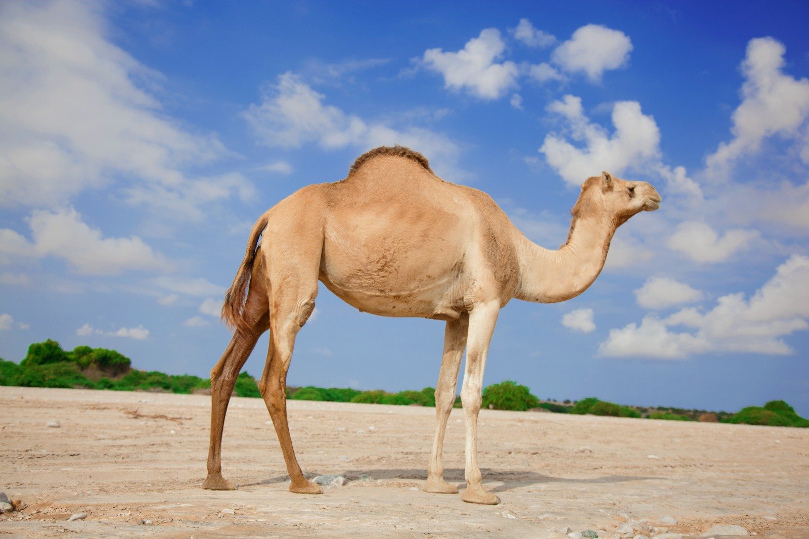 Djibouti & Somaliland Tour: Ultimate 10-Day Horn of Africa Travel Guide