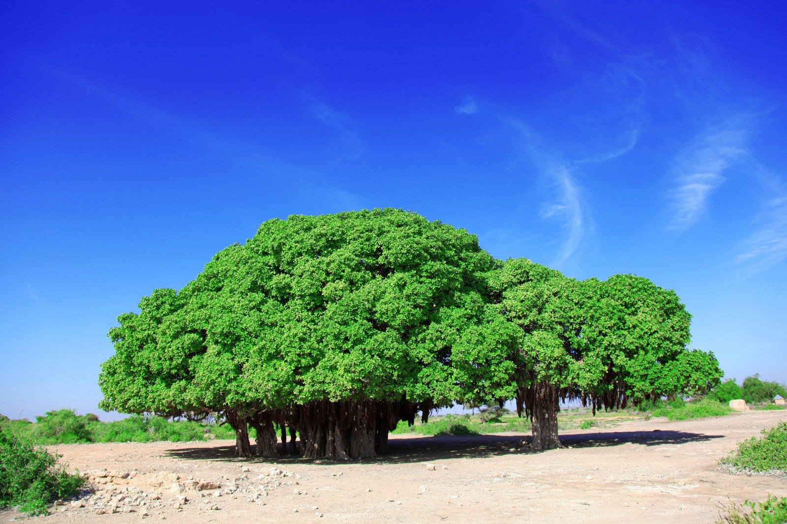 Echoes of the Golis: Somaliland's Ancient Canvas & Coastal Soul