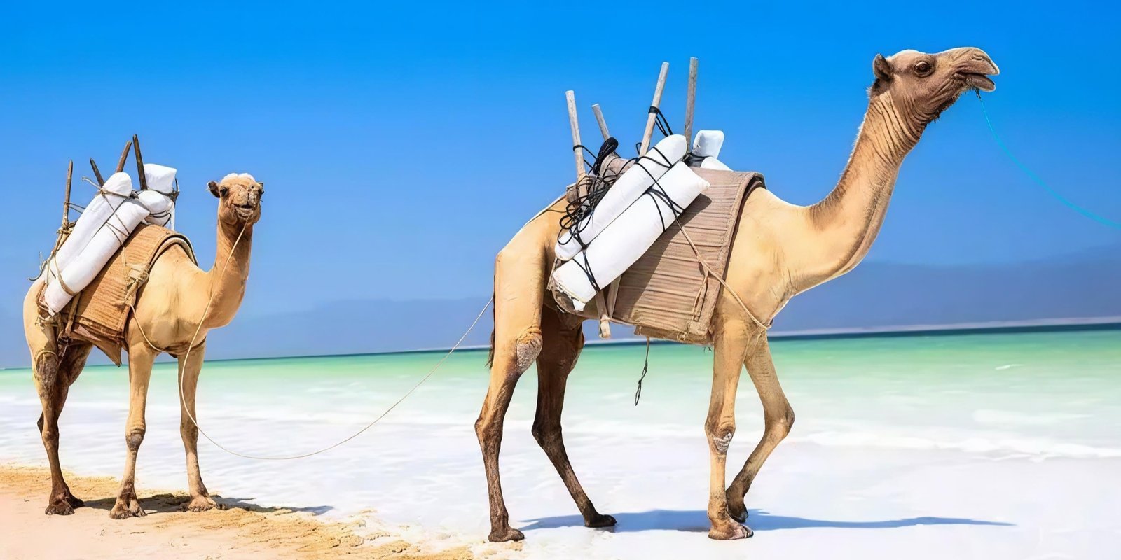 11-Day Grand Somaliland Cultural & Nature Expedition